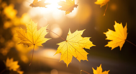 Golden autumn leaves falling against soft sunlight background  