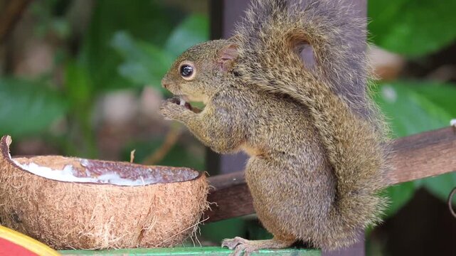 The video shows a beautiful squirrel feeding on a coconut in its natural habitat.