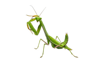 Detailed macro photograph of a vivid green praying mantis in motion isolated on transparent background
