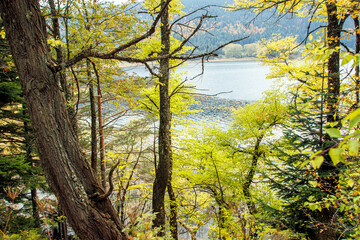 Obraz premium forest trees and lake