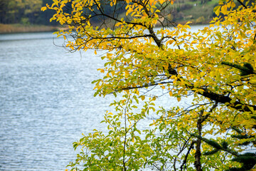 yellow maple leaves and lake in autumn