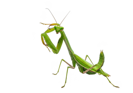 Detailed macro photograph of a vivid green praying mantis in motion isolated on transparent background