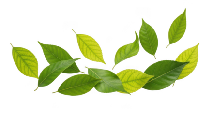 Vibrant green leaves arranged in a decorative swirl pattern against a isolated on transparent background