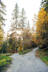 Autumn Forests in Bavaria