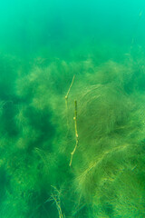 Wasserpflanzen in einem See