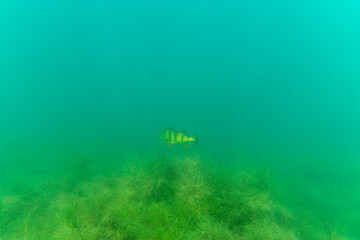 Ein Flussbarsch in einem See