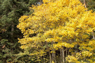 autumn landscape, yellow tree leaves in the forest 