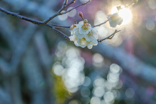 朝の光に輝く白梅の花