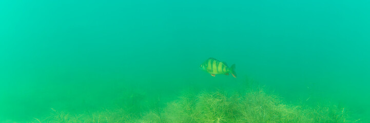 Ein Flussbarsch in einem See