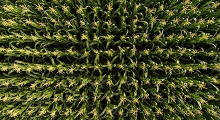 Drone photo from above high angle of a large corn plantation, corn arranged neatly with a background of large corn