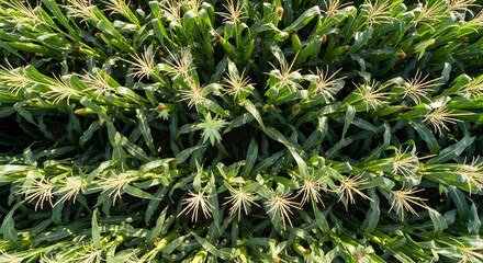 Drone photo from above high angle of a large corn plantation, corn arranged neatly with a background of large corn