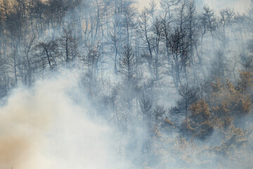 Dense smoke covers a forest as wildfire burns through trees, leaving behind charred vegetation and thick haze across the hillside.