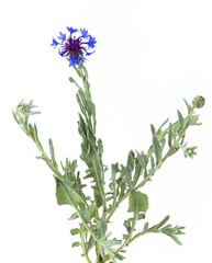 Pretty flower of the mountain knapweed plant, Cyanus semidecurrens, Centaurea cyanifolia. Cyanus montanus, studio photo isolated on white background