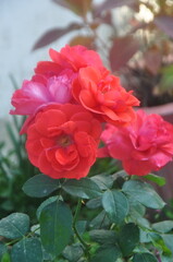 This close-up photograph captures the delicate beauty of blooming red roses bathed in soft natural sunlight. The image showcases a cluster of vibrant red petals with subtle shades of pink and magenta,
