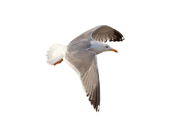 Heuglin's Gull flying isolated on transparent background png file
