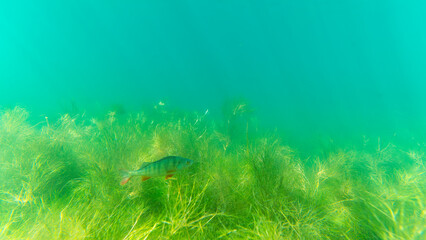 Ein Flussbarsch in einem See