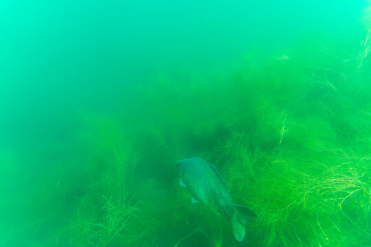 Ein Karpfen tief in einem See