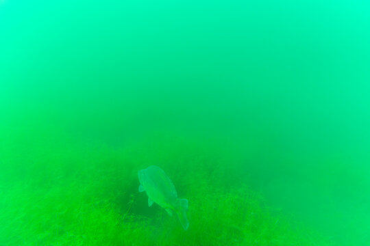 Ein Karpfen tief in einem See