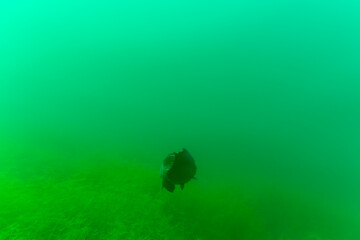 Ein Karpfen tief in einem See