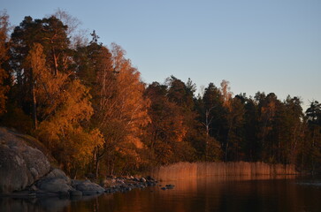 Fototapeta premium Autumn in the forest