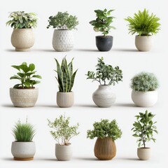 Collection of Potted Plants: A vibrant assortment of diverse plants, each nestled in its own unique pot, creates a charming display that adds a touch of nature's beauty to any space. 