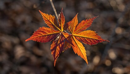 A close-up of a vibrant orange and red leaf showcasing its intricate veins against a blurred brown background.