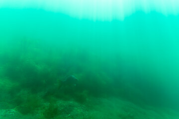 Ein Karpfen tief in einem See