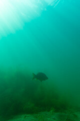 Ein Karpfen tief in einem See