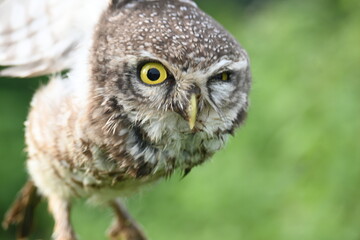 Spotted owlet or Athene brama owlet. It is a small owl which breeds in tropical Asia from Southeast Asia. This is a roost in small groups in the hollows of trees or in cavities in rocks and buildings.