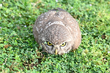 Spotted owlet or Athene brama owlet. It is a small owl which breeds in tropical Asia from Southeast Asia. This is a roost in small groups in the hollows of trees or in cavities in rocks and buildings.