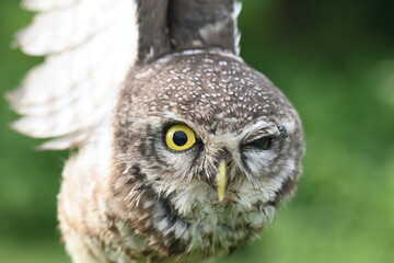 Spotted owlet or Athene brama owlet. It is a small owl which breeds in tropical Asia from Southeast Asia. This is a roost in small groups in the hollows of trees or in cavities in rocks and buildings.