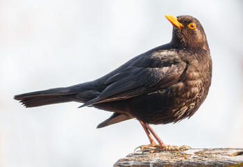 Amsel auf dem Zaun schaut sich um