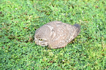 Spotted owlet or Athene brama owlet. It is a small owl which breeds in tropical Asia from Southeast Asia. This is a roost in small groups in the hollows of trees or in cavities in rocks and buildings.