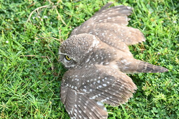Spotted owlet or Athene brama owlet. It is a small owl which breeds in tropical Asia from Southeast Asia. This is a roost in small groups in the hollows of trees or in cavities in rocks and buildings.