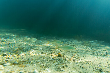 Rotauge in einem klaren See