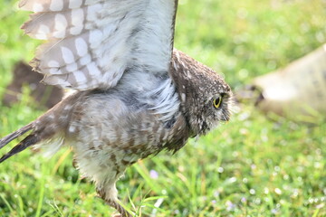 Spotted owlet or Athene brama owlet. It is a small owl which breeds in tropical Asia from Southeast Asia. This is a roost in small groups in the hollows of trees or in cavities in rocks and buildings.