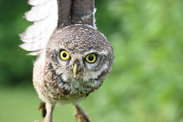 Spotted owlet or Athene brama owlet. It is a small owl which breeds in tropical Asia from Southeast Asia. This is a roost in small groups in the hollows of trees or in cavities in rocks and buildings.