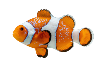 A fish with orange and white stripes swims in a tank. The fish is swimming in a tank with a white background