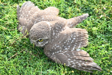 Spotted owlet or Athene brama owlet. It is a small owl which breeds in tropical Asia from Southeast Asia. This is a roost in small groups in the hollows of trees or in cavities in rocks and buildings.