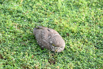 Spotted owlet or Athene brama owlet. It is a small owl which breeds in tropical Asia from Southeast Asia. This is a roost in small groups in the hollows of trees or in cavities in rocks and buildings.