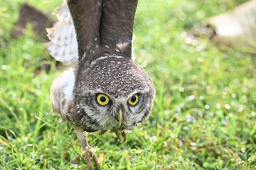 Spotted owlet or Athene brama owlet. It is a small owl which breeds in tropical Asia from Southeast Asia. This is a roost in small groups in the hollows of trees or in cavities in rocks and buildings.