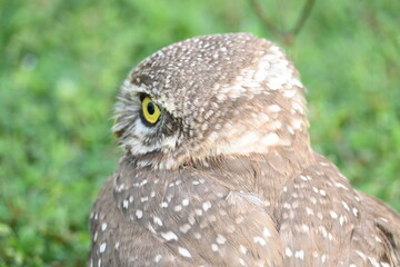 Spotted owlet or Athene brama owlet. It is a small owl which breeds in tropical Asia from Southeast Asia. This is a roost in small groups in the hollows of trees or in cavities in rocks and buildings.