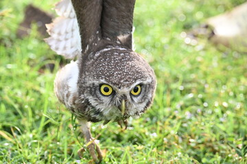 Spotted owlet or Athene brama owlet. It is a small owl which breeds in tropical Asia from Southeast Asia. This is a roost in small groups in the hollows of trees or in cavities in rocks and buildings.