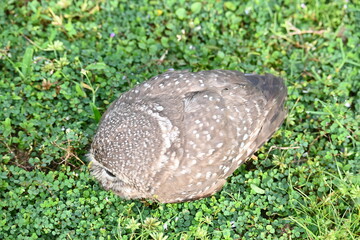 Spotted owlet or Athene brama owlet. It is a small owl which breeds in tropical Asia from Southeast Asia. This is a roost in small groups in the hollows of trees or in cavities in rocks and buildings.