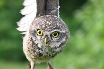 Spotted owlet or Athene brama owlet. It is a small owl which breeds in tropical Asia from Southeast Asia. This is a roost in small groups in the hollows of trees or in cavities in rocks and buildings.