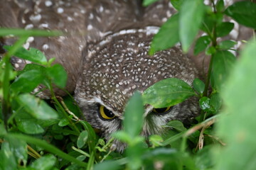 Spotted owlet or Athene brama owlet. It is a small owl which breeds in tropical Asia from Southeast Asia. This is a roost in small groups in the hollows of trees or in cavities in rocks and buildings.