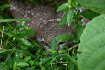 Spotted owlet or Athene brama owlet. It is a small owl which breeds in tropical Asia from Southeast Asia. This is a roost in small groups in the hollows of trees or in cavities in rocks and buildings.