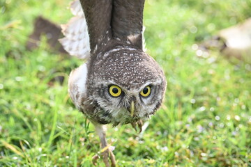 Spotted owlet or Athene brama owlet. It is a small owl which breeds in tropical Asia from Southeast Asia. This is a roost in small groups in the hollows of trees or in cavities in rocks and buildings.