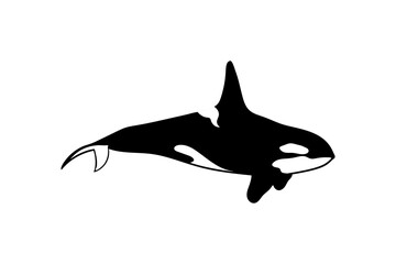 Swimming orca whale isolated on white background. Vector illustration
