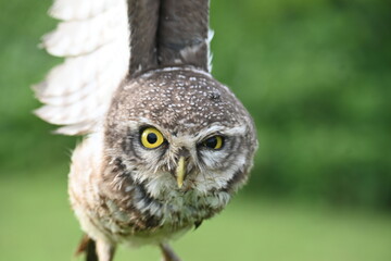 Spotted owlet or Athene brama owlet. It is a small owl which breeds in tropical Asia from Southeast Asia. This is a roost in small groups in the hollows of trees or in cavities in rocks and buildings.